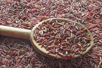Червоний рис на ложці — стокове фото
