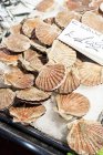 Closeup view of scallops heap with tag — Stock Photo