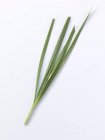 Raw Green garlic on white background — Stock Photo