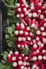 Bundles of fresh radishes — Stock Photo