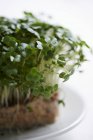 HerbsFresh garden cress — Stock Photo