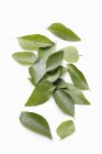 Curry leaves on a white surface — Stock Photo