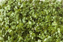 Зеленая сырая капуста — стоковое фото