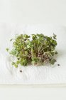 Mustard sprouts on towel — Stock Photo