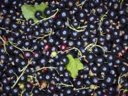 Fresh ripe Blackcurrants — Stock Photo