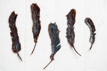Closeup view of five chocolate feathers on white surface — Stock Photo