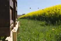 Daytime view of bees flying into a beehive in a meadow — Stock Photo