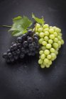 Чорний і зелений виноград — стокове фото