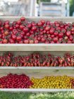Tomates assorties dans des plateaux — Photo de stock