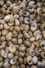 Vue de dessus du tas vide de coquilles d'escargot — Photo de stock