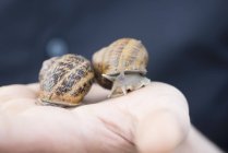 Closeup view of two living edible snails moving on a human hand — Stock Photo