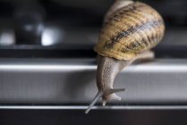 Closeup view of a moving edible snail on metal surface — Stock Photo
