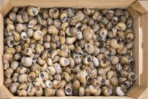 Vista dall'alto di un sacco di gusci di lumaca vuoti in una cassa di legno — Foto stock