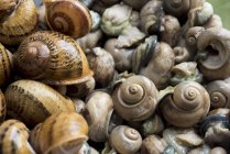 Closeup view of different edible snails — Stock Photo