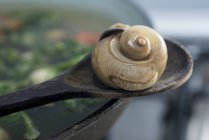 Closeup view of an edible snail on a wooden spoon — Stock Photo