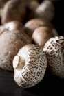 Свежие спелые грибы — стоковое фото
