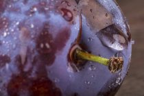 Vista close-up de ameixa com gotículas de água — Fotografia de Stock