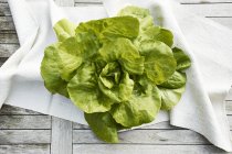 Oak leaf lettuce — Stock Photo