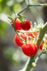 Pomodori ciliegia in serra — Foto stock