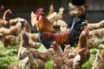 Vista diurna di galline ruspanti e gallo in giardino — Foto stock