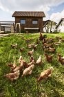 Vue diurne des poulets en liberté qui paissent dans l'herbe — Photo de stock