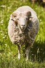 Дневной вид спереди на овцу, стоящую на лугу — стоковое фото