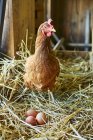 Vue rapprochée de poule avec des œufs en paille — Photo de stock