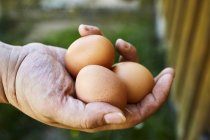 Mão humana segurando ovos frescos — Fotografia de Stock