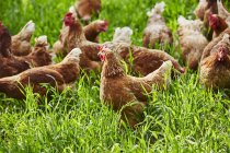 Vista diurna de gallinas de campo libre en hierba verde - foto de stock
