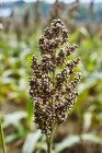 Closeup daytime view of ripe millet in a field — Stock Photo