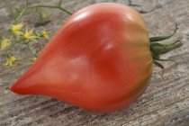 Fresh ton de Vnus tomato — Stock Photo