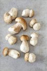Cogumelos porcini frescos — Fotografia de Stock