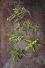 Fresh herb sprigs — Stock Photo