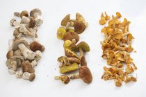 Rows of different edible mushrooms — Stock Photo