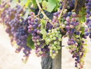 Red grapes on vine — Stock Photo