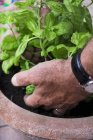 Vue rapprochée des mains mâles tenant du basilic dans un pot de fleurs — Photo de stock