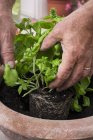 Nahaufnahme von Händen, die Basilikum in einen Blumentopf pflanzen — Stockfoto