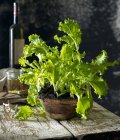 Curly endive in a flowerpot on wooden surface — Stock Photo