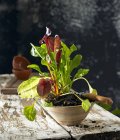 Mangold wächst im Blumentopf — Stockfoto