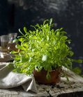 Foguete crescendo em vaso de plantas — Fotografia de Stock