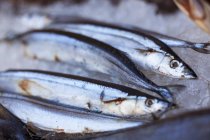 Fresh sardines in ice — Stock Photo