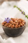 Pinto beans with flower — Stock Photo