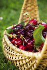 Fresh picked Cherries in basket — Stock Photo