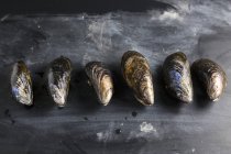 Top view of mussels row on slate slab — Stock Photo