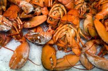 Closeup view of boiled Canadian lobsters on crushed ice — Stock Photo