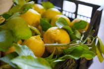 Fresh picked lemons — Stock Photo