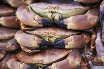 Vue rapprochée de crabes bruns morts empilés — Photo de stock