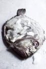 Свежая рыба Джона Дори — стоковое фото