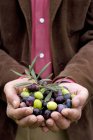 Руки со свежесобранными оливками, в середине — стоковое фото