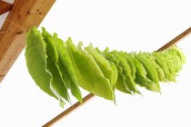 Closeup view of tobacco leaves drying on a line — Stock Photo